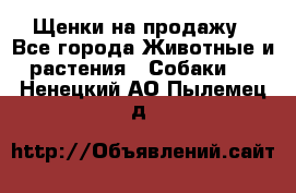 Щенки на продажу - Все города Животные и растения » Собаки   . Ненецкий АО,Пылемец д.